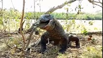 Komodo Dragon eating monkey. Fb_ Melink Rinca