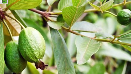 একটি মাত্র পাতা বন্ধ করবে চুল পড়া এবং নতুন চুল গজাবে ! দেখুন কিভাবে