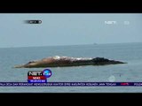 Paus Raksasa Terdampar dan Mati di Probolinggo NET24