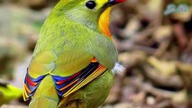 Loài chim thông minh lợi dụng gai nhọn làm hàng rào bảo vệ tổ và chim non