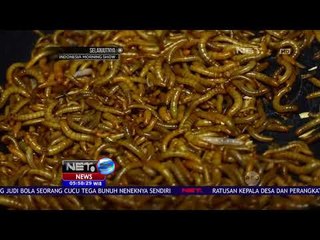 Luar Biasa! Berternak Semut untuk Biaya Operasional SLB NET5