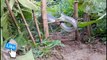 New Original Trap Snake Catch snake in Hole By Yinn Cambodia catch crocodile and snake