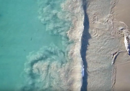 Rotting Whale Carcass Attracts Attention of Hungry Great White Shark