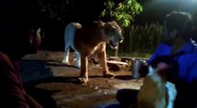 Indian Villagers In Gujarat Teasing Lion Viral Video