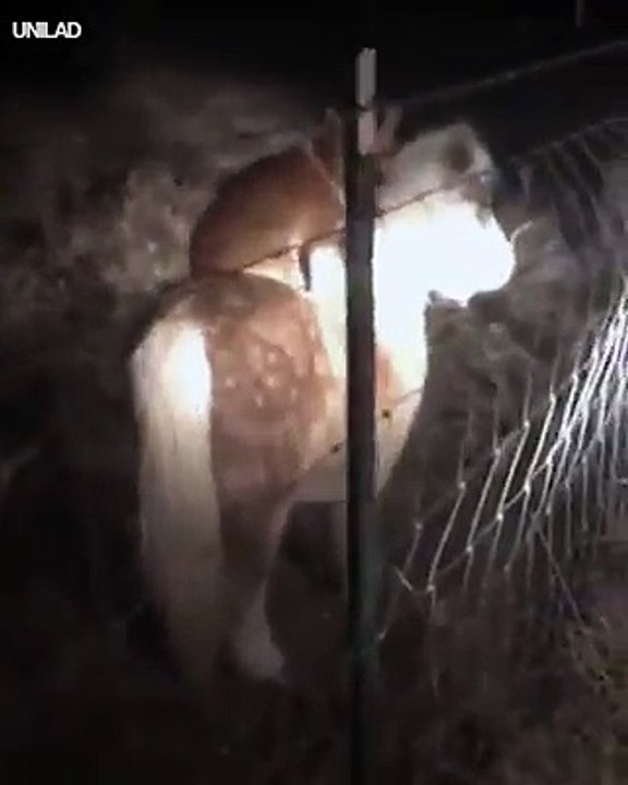 This woman was shocked to discover her neighbour's corgi was sneaking into her property at night and... riding her pony   ViralSnare