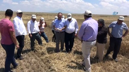 Aksaray'da arpa hasadı başladı