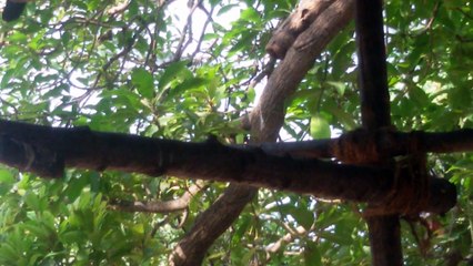 Crows eating mango..