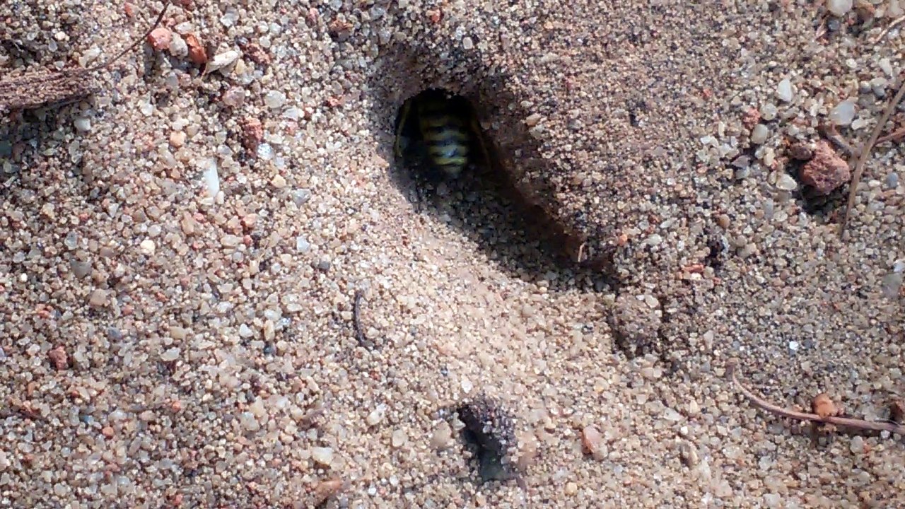 Insect Burrowing in the sand..