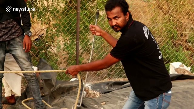 Terrifying moment snake rescuer risks own life to save cobra