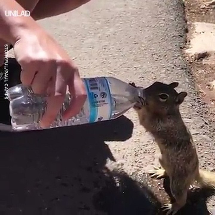 This thirsty squirrel casually reached out for a Grand Canyon visitor's water bottle and drank every last drop
