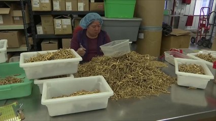 هذا الصباح-مزارعو الجينسنغ الأميركيون يدفعون ثمن قرارات ترامب