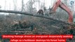 Un orang-outan lutte contre un bulldozer qui détruit sa forêt (Île de Bornéo)