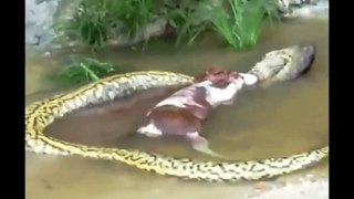 Fail Snake Anaconda vomits a cow