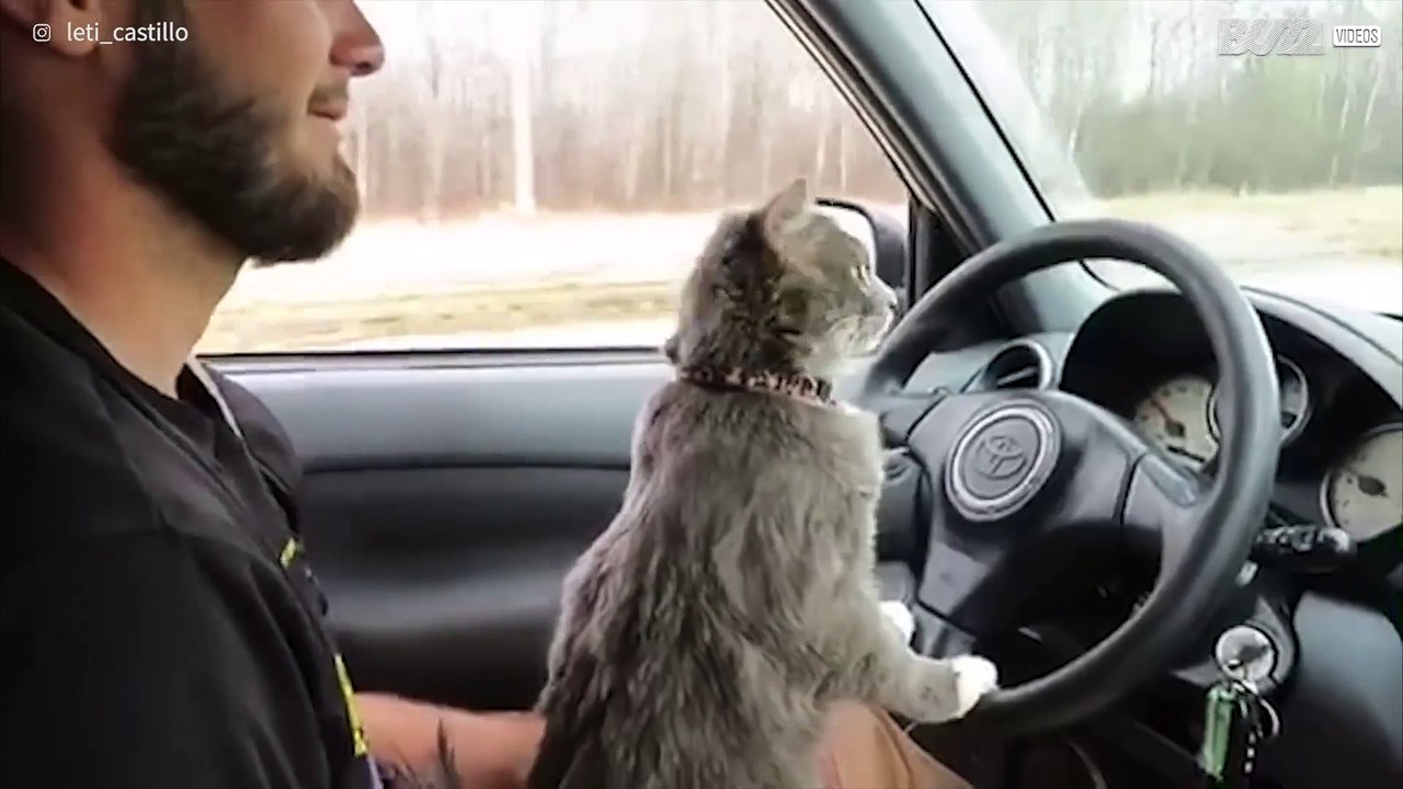 Achtung! coole katze am steuer!