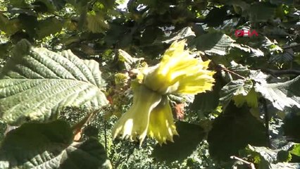 Ordu Fındıkta Randıman Kaybını Önlemek İçin İlaçlama Seferberliği