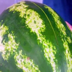 Delicious Watermelon Drinks Dispenser!