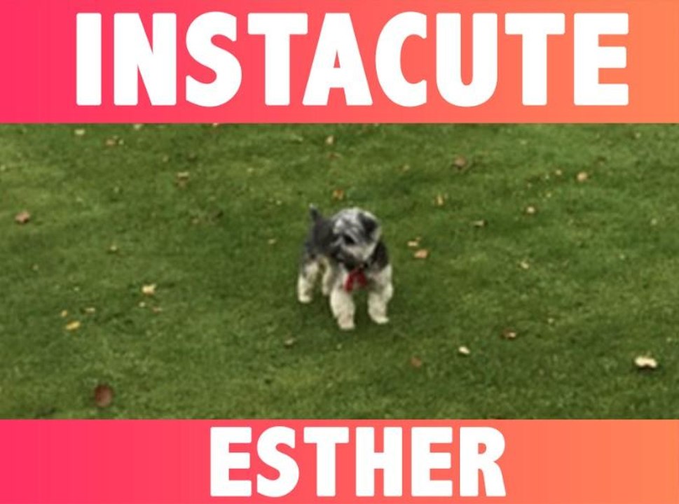 INSTACUTE : Découvrez Esther, le chien qui rend complètement gaga Justin Bieber !
