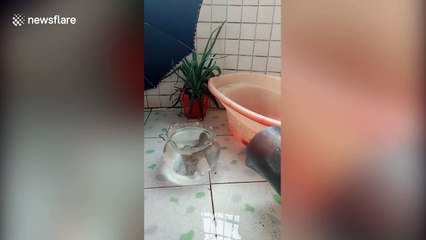 Fish leaps out of tank and into tub