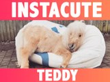 INSTACUTE : Teddy the shetland : L’adorable poney qui fait fondre Instagram !