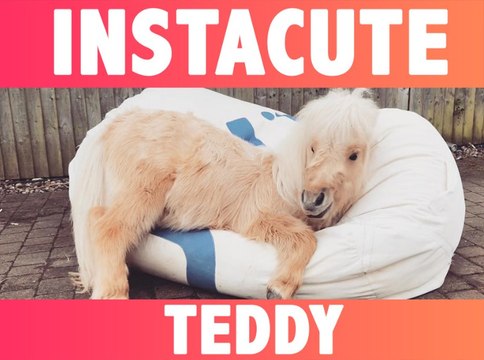 INSTACUTE : Teddy the shetland : L’adorable poney qui fait fondre Instagram !