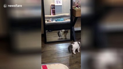 Kitten shimmies in front of mirror at her own reflection