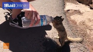 Thirsty squirrel glugs water from tourist's bottle at Grand Canyon
