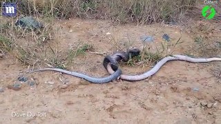 Venomous snakes roll around in a violent double headlock battle