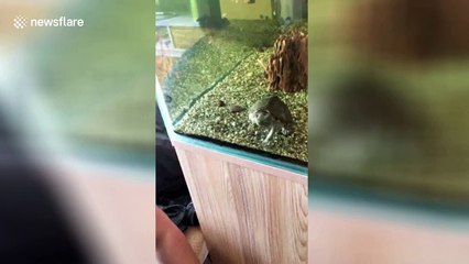 Tortoise mimics man's action