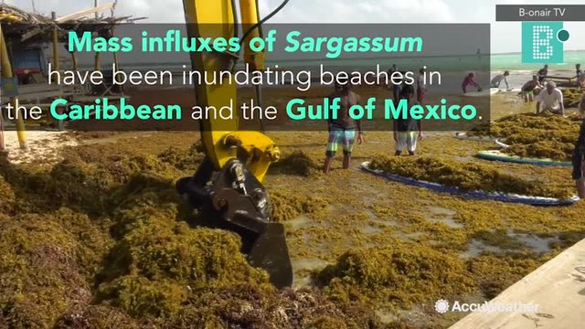 Sargassum seaweed outbreaks inundate beaches in the Gulf and Caribbean