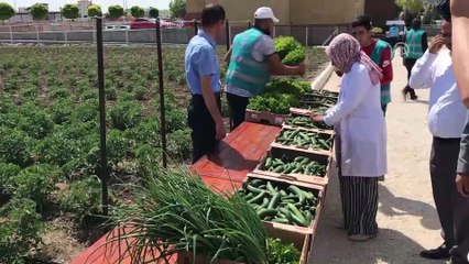 Hükümlü ve madde bağımlıları cezalarını 'sebze üreterek' çekiyor - ÇORUM