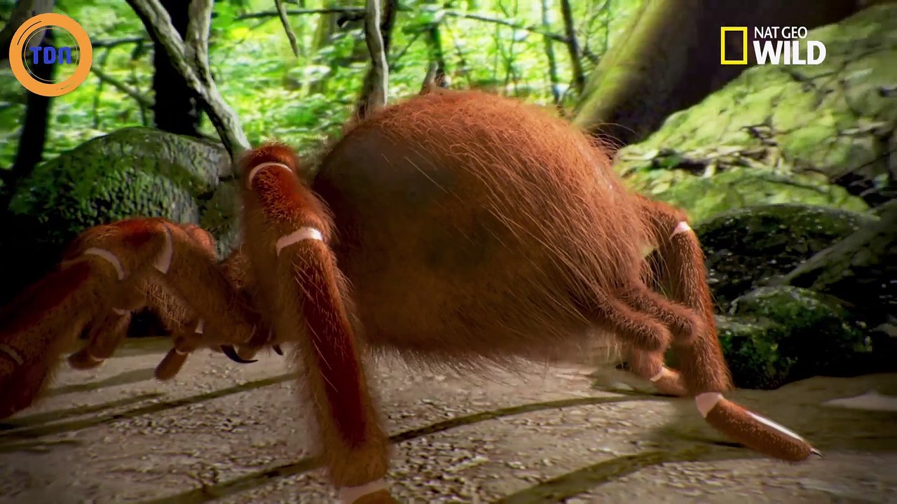 La Plus Grand Araignee Du Monde Cette araignée Goliath est la plus grosse du monde - Vidéo Dailymotion