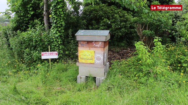 Saint-Brieuc. Une ruche connectée chez les Pinceaux Raphaël