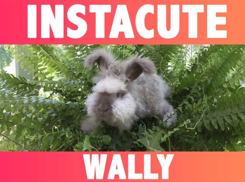 INSTACUTE : Wally : Le lapin angora fluffy