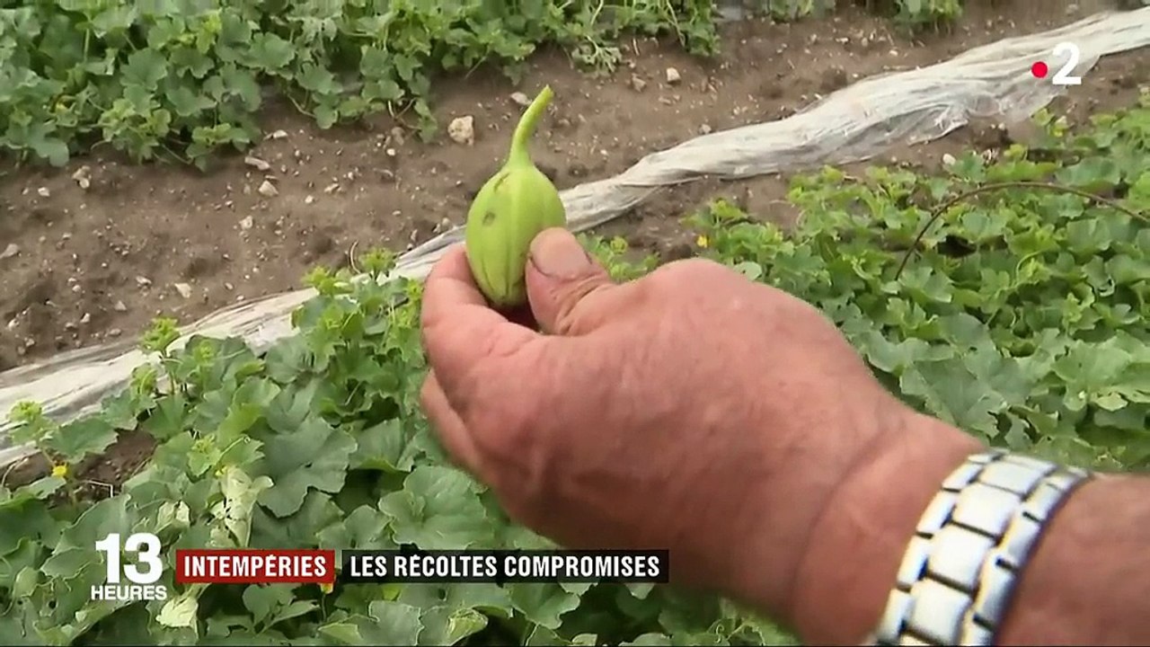 Intempéries : les récoltes des agriculteurs compromises