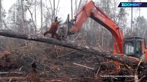 Bagger zerstört Heimat: Orang-Utan auf der Flucht