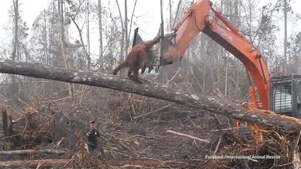 Descargar video: Bagger zerstört Heimat: Orang-Utan auf der Flucht