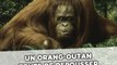 Un orang-outan tente de stopper un bulldozer qui détruit son habitat