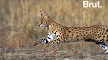 Le serval, un félin pas comme les autres