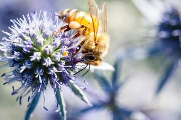 Abeilles en danger - Les chiffres clés