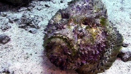 أخطر 10 مخلوقات بحرية مفترسة