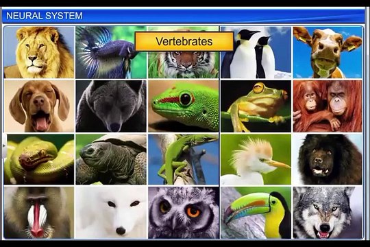 (1)CBSE Class 11 Biology, Neural Control and Coordination – 1, Neural System