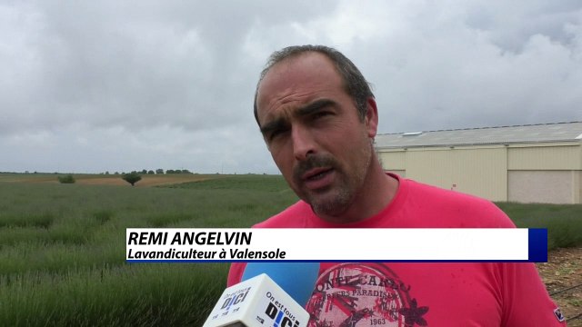 Alpes-de-Haute-Provence : cette année la lavande sera pile à l'heure !