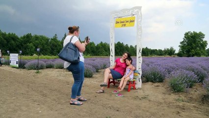 Mor tarlalara fotoğraf çektirmek için koştular - EDİRNE