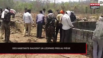 Inde : Des habitants sauvent un léopard bloqué dans un puit
