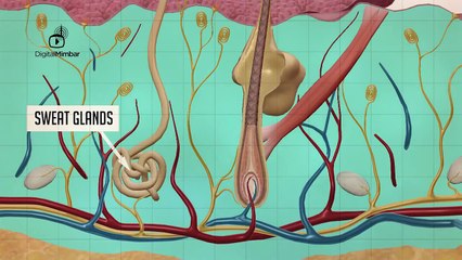 Pain Receptors - Shocking Facts