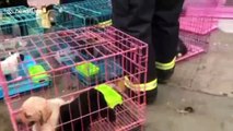 Firemen rescue pets from burning store