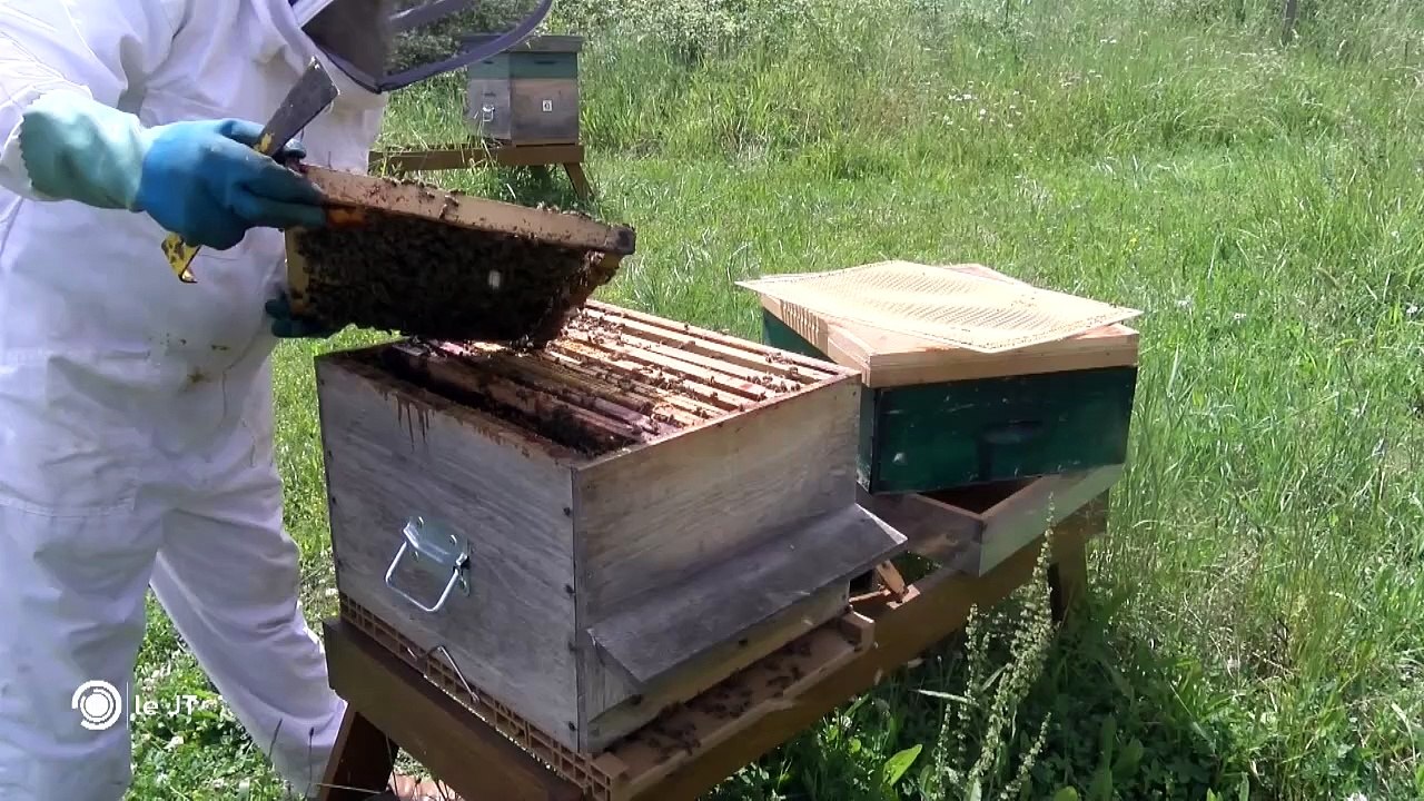 ENVIRONNEMENT/ Abeilles en danger, élevages décimés - 07/06/2018