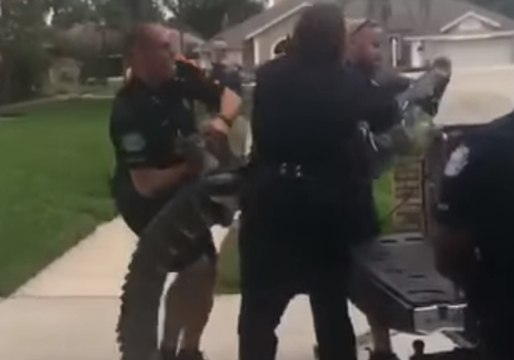 Florida Alligator Headbutts Trapper, Knocks Him Out