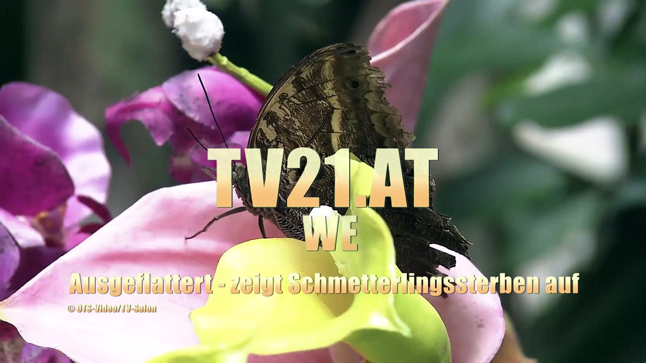 Ausgeflattert - zeigt Schmetterlingssterben auf