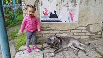 CUTE KID Meets Friendly Dog - Toddler Lile wants to Play with Dog_HD
